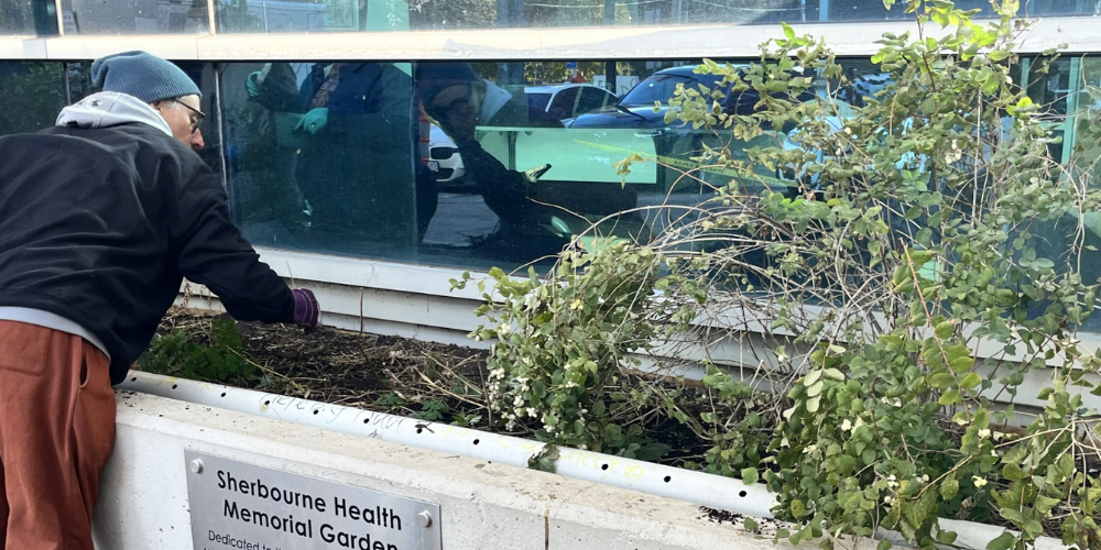 A volunteer from Friends of Allan Gardens cleaning up the Memorial Garden.
